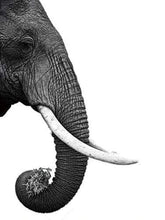 Afbeelding in Gallery-weergave laden, Schilderen op Nummer - Donkergrijze olifant