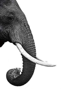 Schilderen op Nummer - Donkergrijze olifant