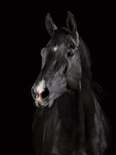 Afbeelding in Gallery-weergave laden, Schilderen op Nummer - Donker paard