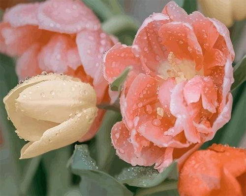Schilderen op Nummer - Dauwdruppels Tulp
