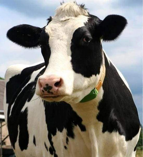 Diamond Painting - Mooie koe dieren, koeien, Diamond Painting Dieren