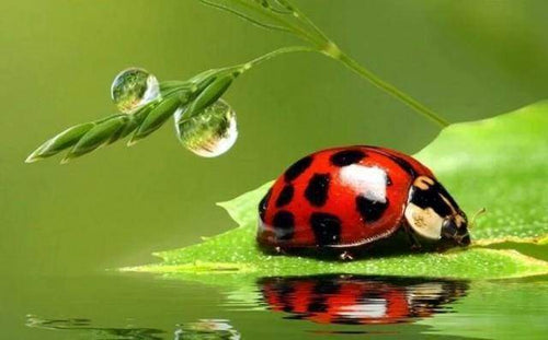 Diamond Painting - Kever dieren, Diamond Painting Dieren