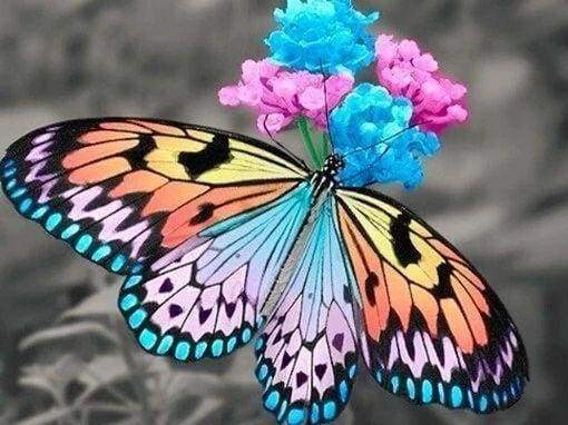 Diamond Painting - Vlinder die stuifmeel verzamelt dieren, vlinders, Diamond Painting Dieren