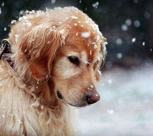 Diamond Painting - Hond in de sneeuw dieren, Diamond Painting Dieren, honden, winter