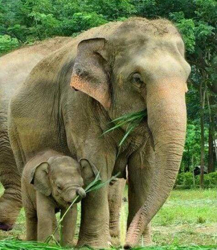 Diamond Painting - Olifant en pasgeborene dieren, Diamond Painting Dieren, olifanten
