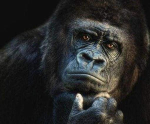Diamond Painting - Gorilla dieren, Diamond Painting Dieren, apen