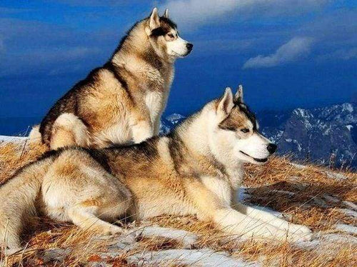 Diamond Painting - Husky's dieren, Diamond Painting Dieren