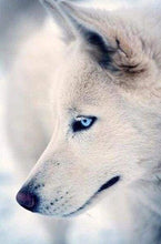 Afbeelding in Gallery-weergave laden, Diamond Painting - Husky portret dieren, Diamond Painting Dieren
