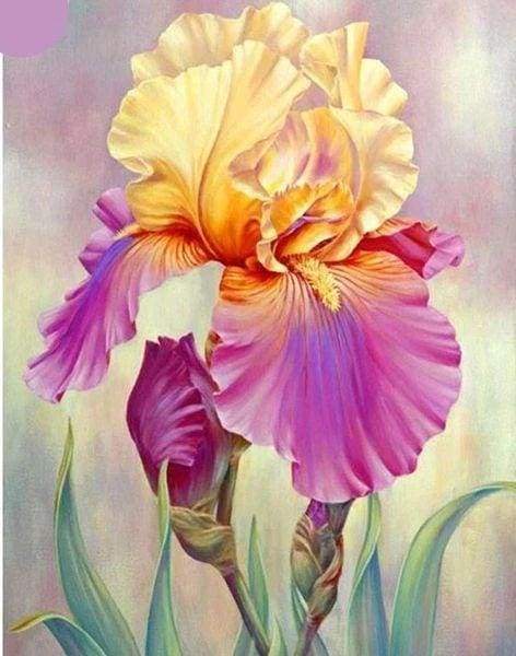 Diamond Painting - Iris bicolor Diamond Painting Bloemen, bloemen