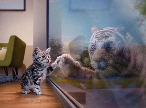 Diamond Painting - De reflectie van Kitten en Tiger dieren, katten, Diamond Painting Dieren, tijgers