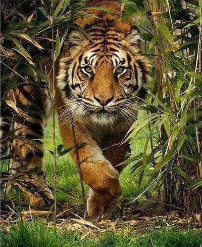 Diamond Painting - Leeuwenjacht dieren, Diamond Painting Dieren, leeuwen