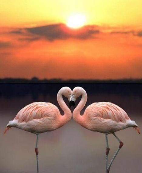 Diamond Painting - Verliefde flamingo's dieren, Diamond Painting Dieren, flamingo's