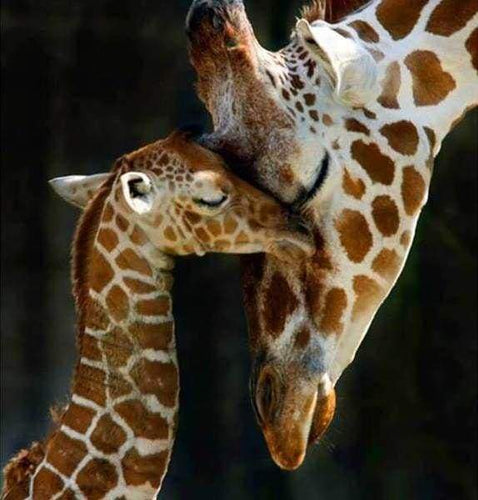 Diamond Painting - De giraffen familie dieren, Diamond Painting Dieren, giraffen