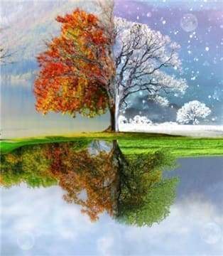 Diamond Painting - Boom meerdere seizoenen Diamond Painting Landschappen, landschappen, bomen