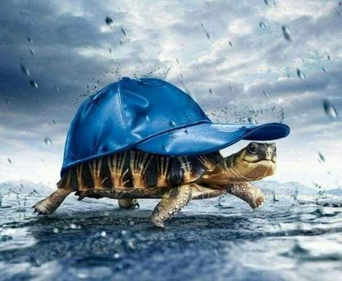 Diamond Painting - Schildpad en pet dieren, Diamond Painting Dieren, schildpadden