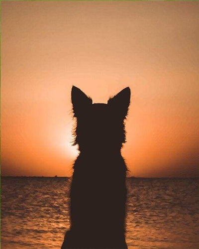 Schilderen op Nummer - Hond en zonsondergang