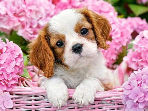 Schilderen op Nummer - Hond in de bloemrijke kar