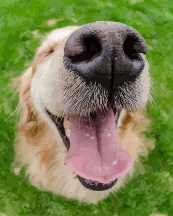 Schilderen op Nummer - Honden mond