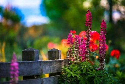 Schilderen op Nummer - Bloem langs de reling