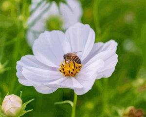 Schilderen op Nummer - Bloem Bijen