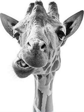 Schilderen op Nummer - Grappige giraffe