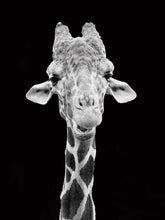 Afbeelding in Gallery-weergave laden, Schilderen op Nummer - Giraffe zwart-wit portret