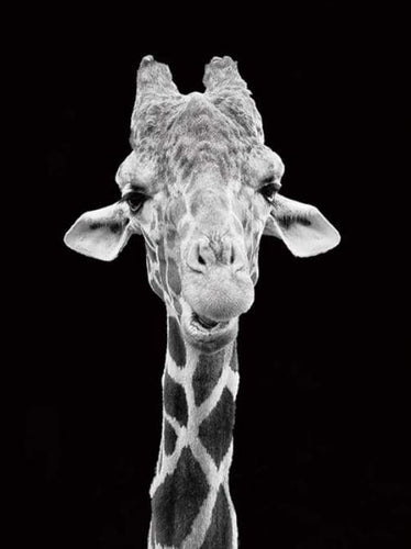 Schilderen op Nummer - Giraffe zwart-wit portret