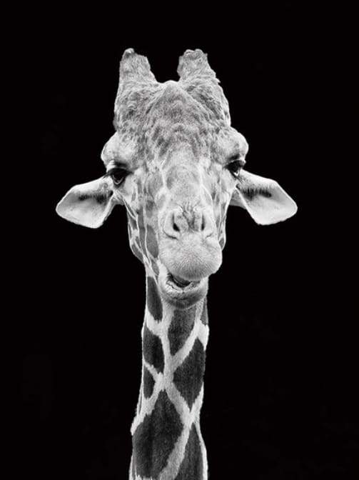 Schilderen op Nummer - Giraffe zwart-wit portret