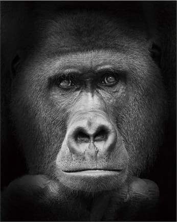 Schilderen op Nummer - Gorilla zwart-wit