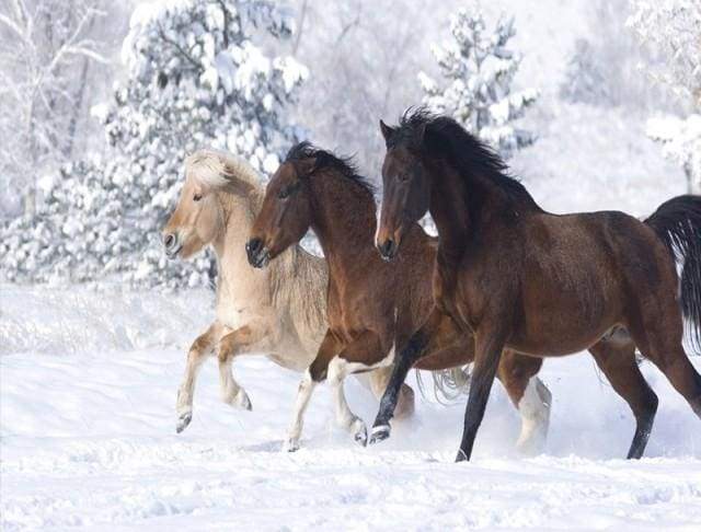 Schilderen op Nummer - Paarden in de wintersneeuw