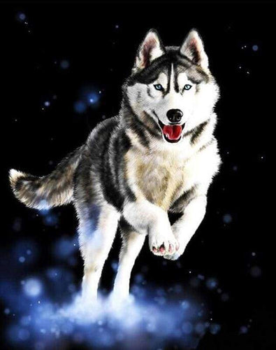 Schilderen op Nummer - Husky