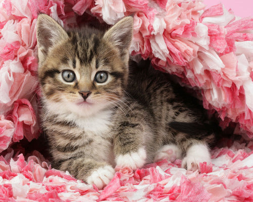 Schilderen op Nummer Gecoat katje Figured'Art gemiddeld nieuwkomers dieren katten bloemen