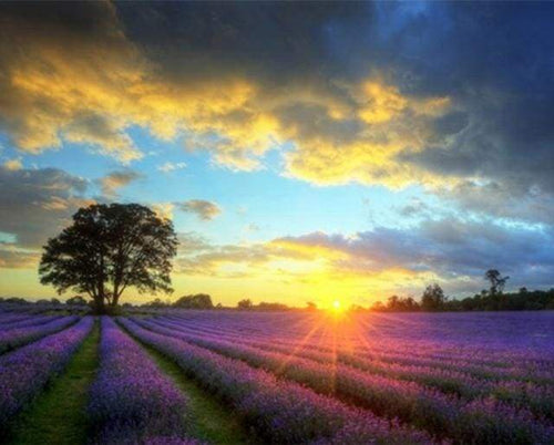 Schilderen op Nummer - Lila veld en zonsondergang