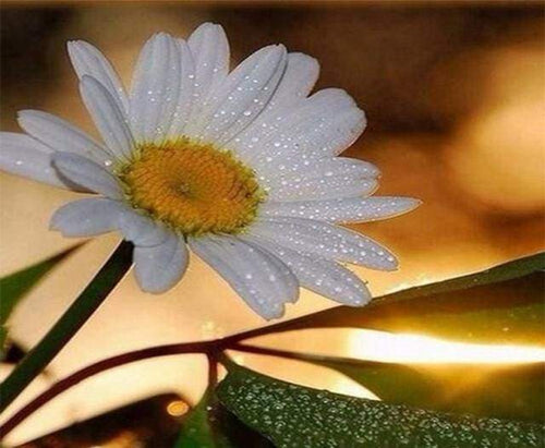 Schilderen op Nummer - Margriet