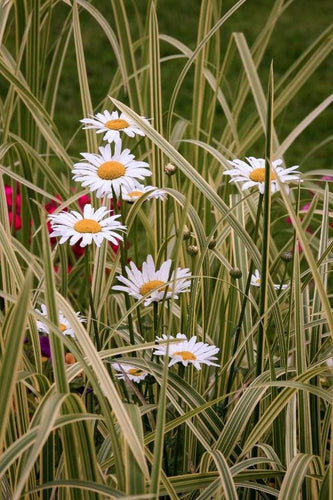 Schilderen op Nummer - Margrieten in de tuin