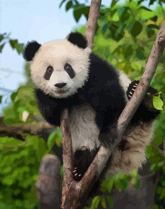 Schilderen op Nummer - Panda in boom