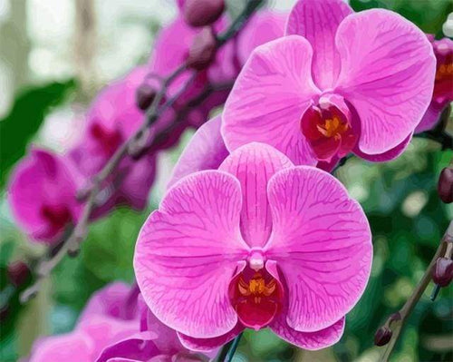 Schilderen op Nummer - Phalaenopsis