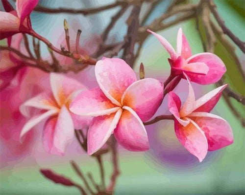 Schilderen op Nummer - Plumeria Bloem