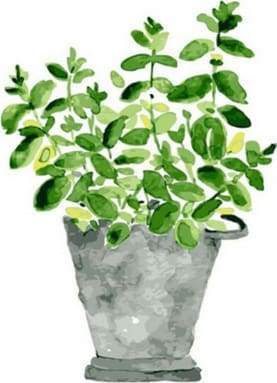 Schilderen op Nummer - Pot met planten
