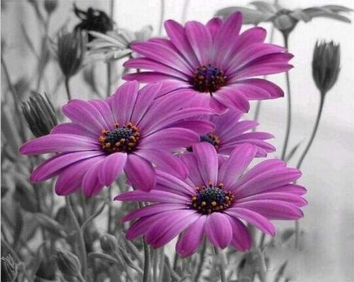 Schilderen op Nummer - Paarse Margrieten