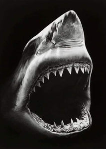 Schilderen op Nummer - Haai zwart-wit