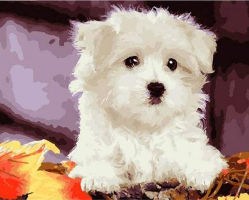 Schilderen op Nummer - Kleine witte hond