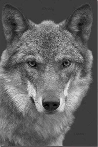 Schilderen op Nummer - De wolf zwart en wit