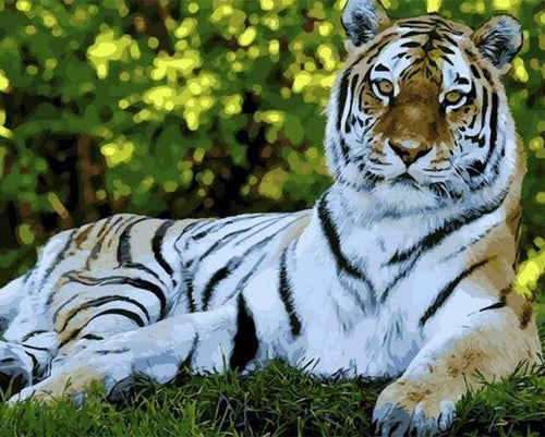 Schilderen op Nummer - Tijger ontspannen