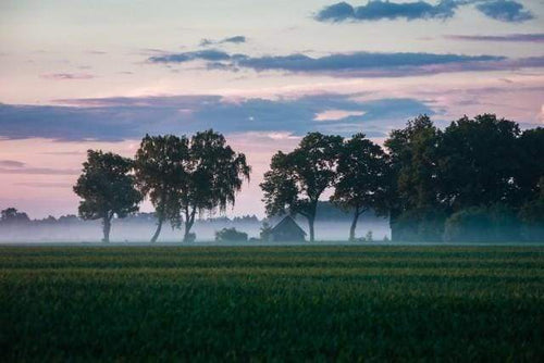 Schilderen op Nummer - Bomen in Mist