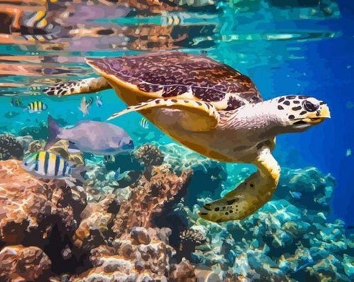 Schilderen op Nummer - Schildpadden in uw omgeving