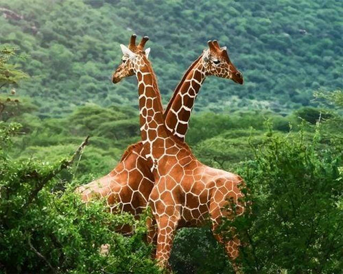 Schilderen op Nummer - Twee Giraffen