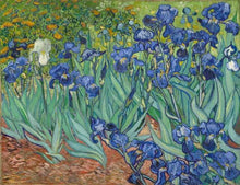 Afbeelding in Gallery-weergave laden, Schilderen op Nummer - Van Gogh Iris