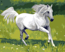 Afbeelding in Gallery-weergave laden, Schilderen op Nummer - Wit paard in het veld