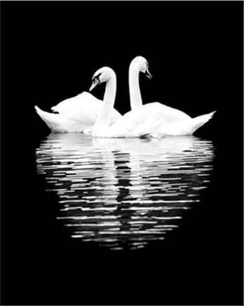 Schilderen op Nummer - Witte zwanen in de nacht